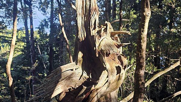【西巒大山】挑戰百岳編號91｜從黑夜出發，遠望日月潭的黎明之