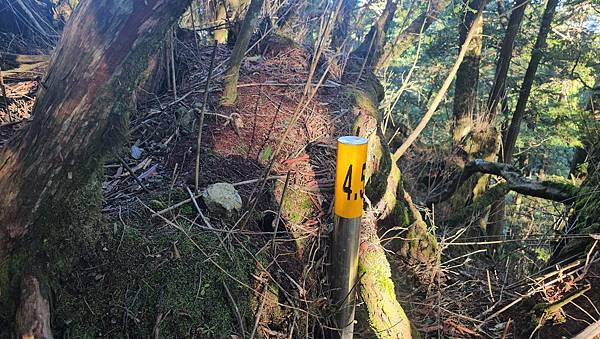 【西巒大山】挑戰百岳編號91｜從黑夜出發，遠望日月潭的黎明之