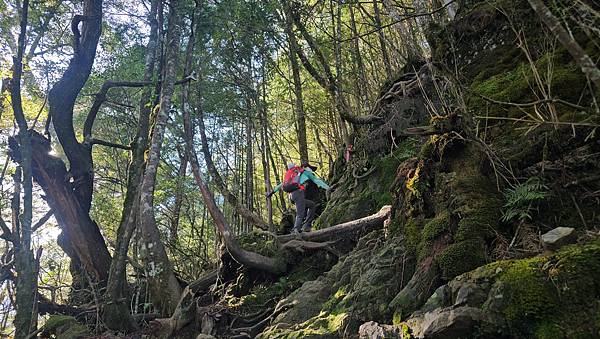 【西巒大山】挑戰百岳編號91｜從黑夜出發，遠望日月潭的黎明之