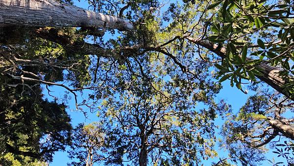 【西巒大山】挑戰百岳編號91｜從黑夜出發，遠望日月潭的黎明之