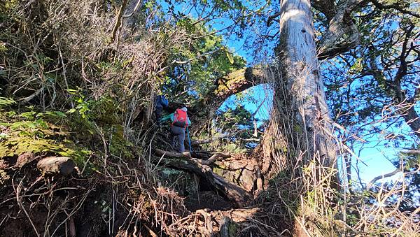 【西巒大山】挑戰百岳編號91｜從黑夜出發，遠望日月潭的黎明之