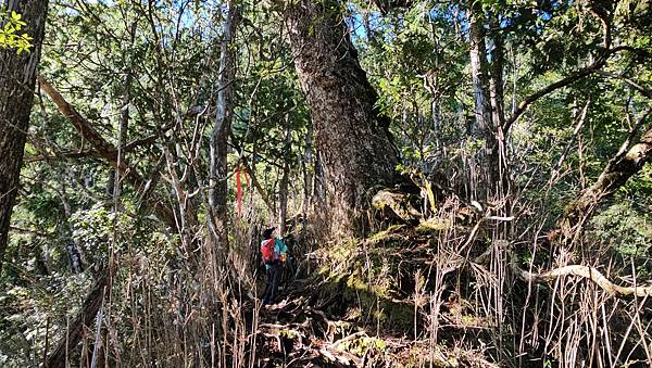 【西巒大山】挑戰百岳編號91｜從黑夜出發，遠望日月潭的黎明之