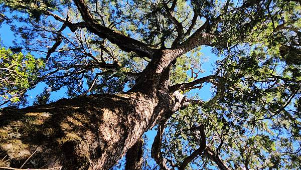 【西巒大山】挑戰百岳編號91｜從黑夜出發，遠望日月潭的黎明之