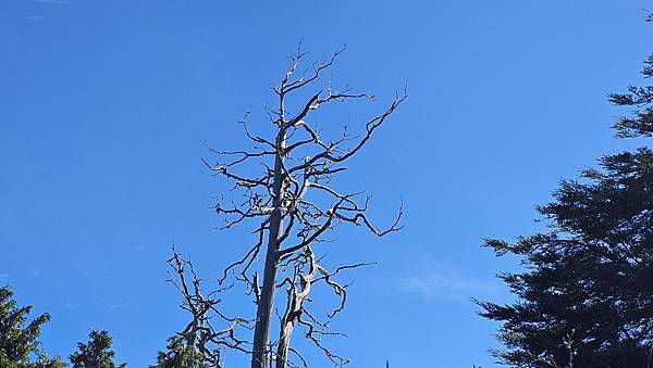 【西巒大山】挑戰百岳編號91｜從黑夜出發，遠望日月潭的黎明之