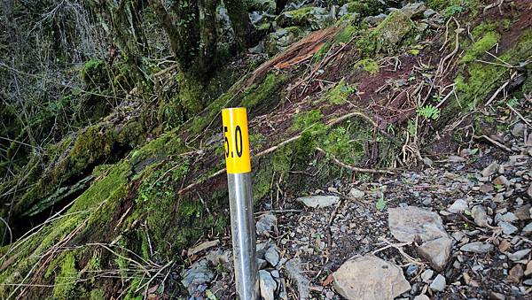 【西巒大山】挑戰百岳編號91｜從黑夜出發，遠望日月潭的黎明之