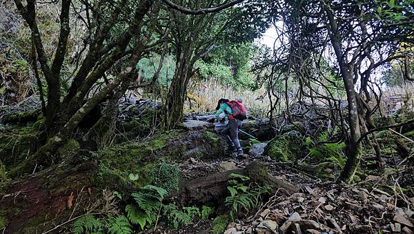 【西巒大山】挑戰百岳編號91｜從黑夜出發，遠望日月潭的黎明之