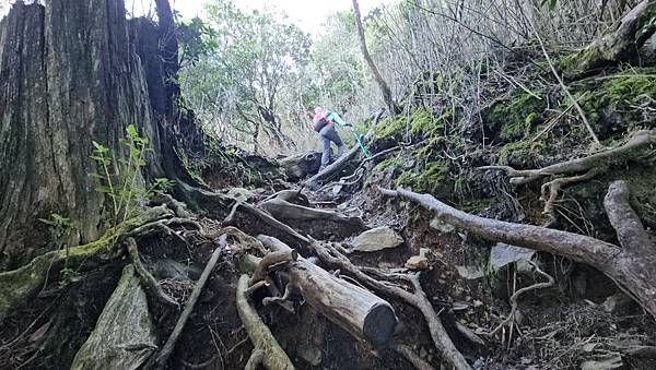 【西巒大山】挑戰百岳編號91｜從黑夜出發，遠望日月潭的黎明之