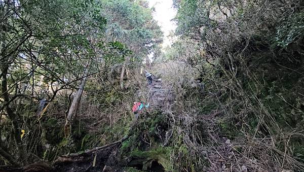 【西巒大山】挑戰百岳編號91｜從黑夜出發，遠望日月潭的黎明之