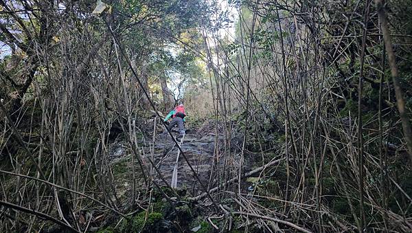 【西巒大山】挑戰百岳編號91｜從黑夜出發，遠望日月潭的黎明之