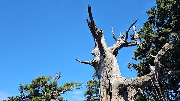 【西巒大山】挑戰百岳編號91｜從黑夜出發，遠望日月潭的黎明之