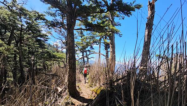 【西巒大山】挑戰百岳編號91｜從黑夜出發，遠望日月潭的黎明之