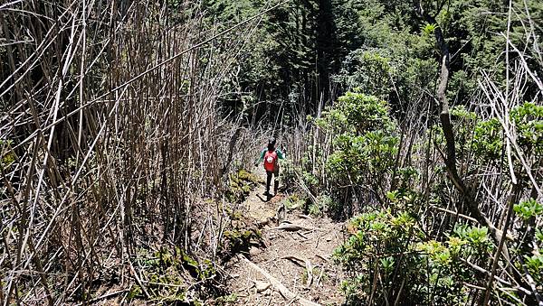 【西巒大山】挑戰百岳編號91｜從黑夜出發，遠望日月潭的黎明之