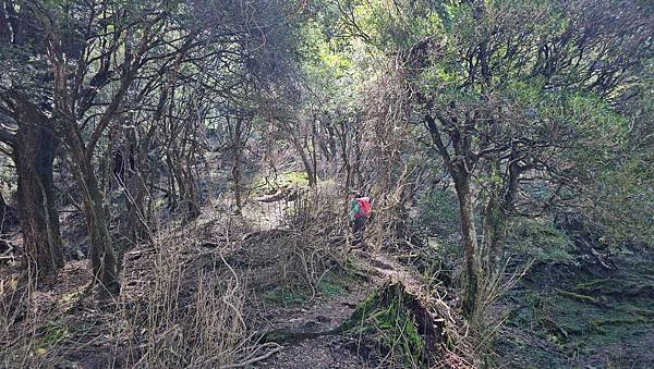 【西巒大山】挑戰百岳編號91｜從黑夜出發，遠望日月潭的黎明之