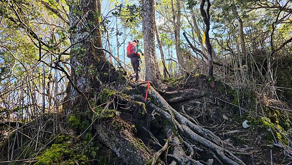 【西巒大山】挑戰百岳編號91｜從黑夜出發，遠望日月潭的黎明之