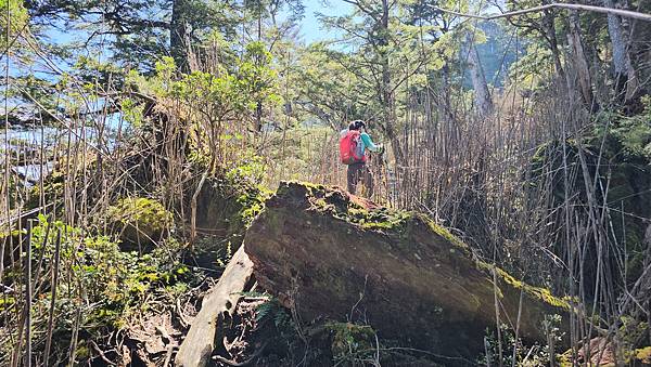 【西巒大山】挑戰百岳編號91｜從黑夜出發，遠望日月潭的黎明之