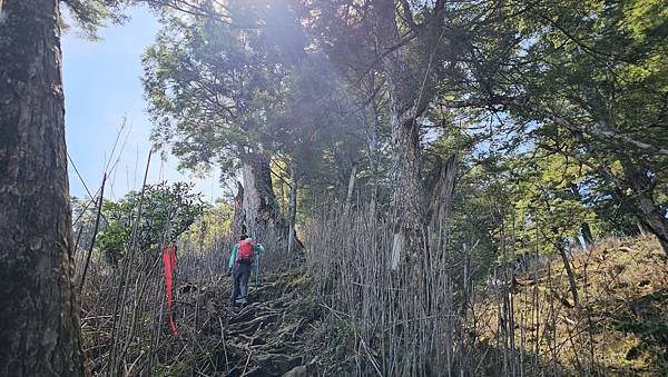 【西巒大山】挑戰百岳編號91｜從黑夜出發，遠望日月潭的黎明之