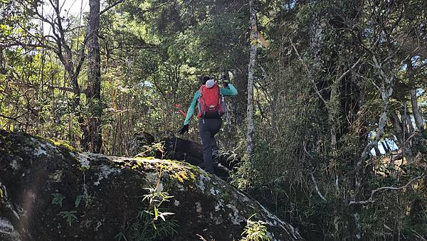 【西巒大山】挑戰百岳編號91｜從黑夜出發，遠望日月潭的黎明之