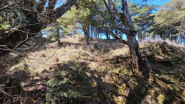 【西巒大山】挑戰百岳編號91｜從黑夜出發，遠望日月潭的黎明之
