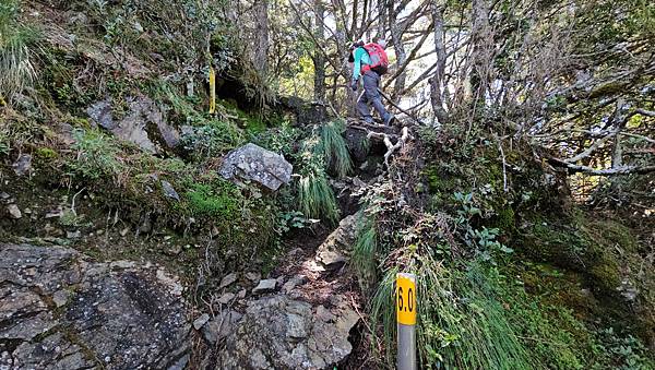 【西巒大山】挑戰百岳編號91｜從黑夜出發，遠望日月潭的黎明之
