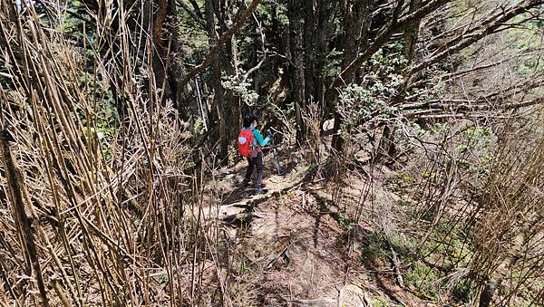 【西巒大山】挑戰百岳編號91｜從黑夜出發，遠望日月潭的黎明之