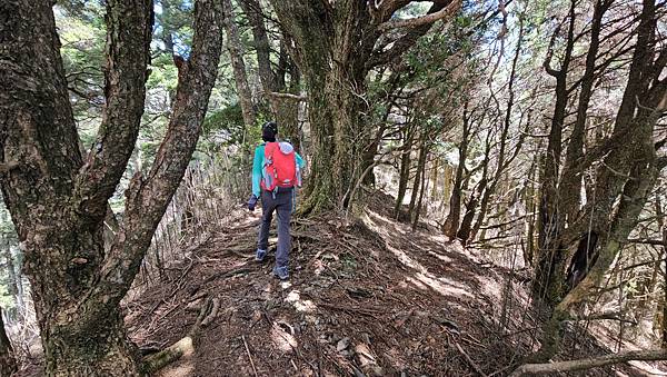 【西巒大山】挑戰百岳編號91｜從黑夜出發，遠望日月潭的黎明之