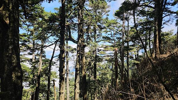 【西巒大山】挑戰百岳編號91｜從黑夜出發，遠望日月潭的黎明之