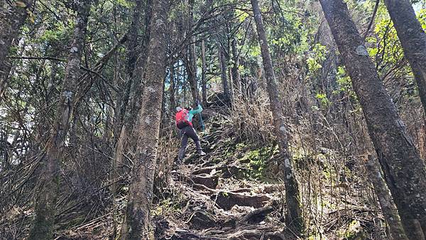 【西巒大山】挑戰百岳編號91｜從黑夜出發，遠望日月潭的黎明之