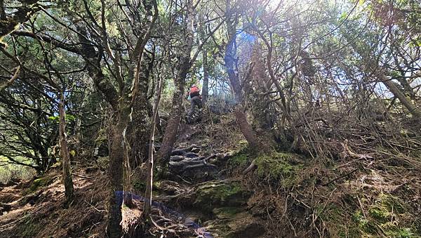 【西巒大山】挑戰百岳編號91｜從黑夜出發，遠望日月潭的黎明之