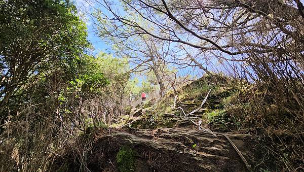 【西巒大山】挑戰百岳編號91｜從黑夜出發，遠望日月潭的黎明之