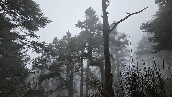 【西巒大山】挑戰百岳編號91｜從黑夜出發，遠望日月潭的黎明之