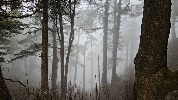 【西巒大山】挑戰百岳編號91｜從黑夜出發，遠望日月潭的黎明之
