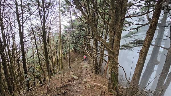 【西巒大山】挑戰百岳編號91｜從黑夜出發，遠望日月潭的黎明之