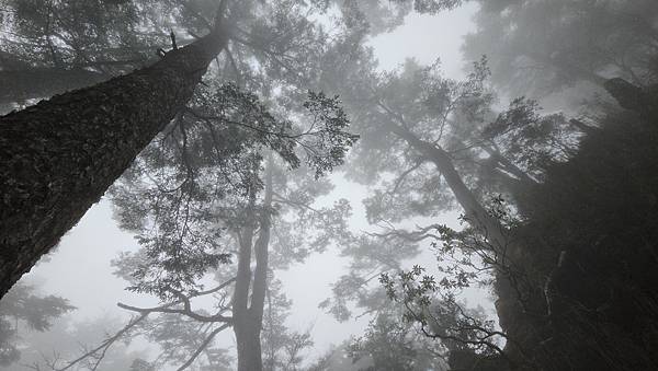 【西巒大山】挑戰百岳編號91｜從黑夜出發，遠望日月潭的黎明之