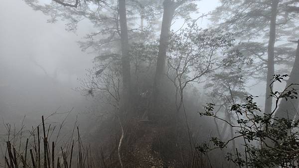 【西巒大山】挑戰百岳編號91｜從黑夜出發，遠望日月潭的黎明之