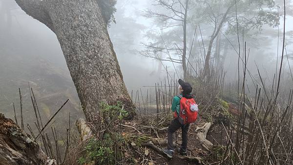【西巒大山】挑戰百岳編號91｜從黑夜出發，遠望日月潭的黎明之