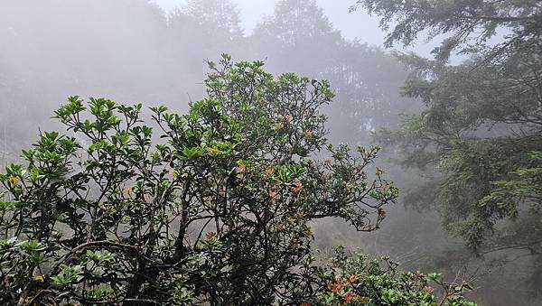 【西巒大山】挑戰百岳編號91｜從黑夜出發，遠望日月潭的黎明之