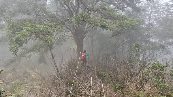 【西巒大山】挑戰百岳編號91｜從黑夜出發，遠望日月潭的黎明之