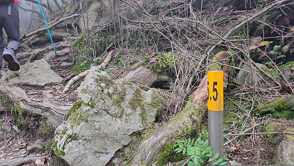 【西巒大山】挑戰百岳編號91｜從黑夜出發，遠望日月潭的黎明之