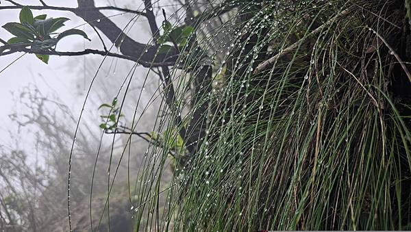 【西巒大山】挑戰百岳編號91｜從黑夜出發，遠望日月潭的黎明之