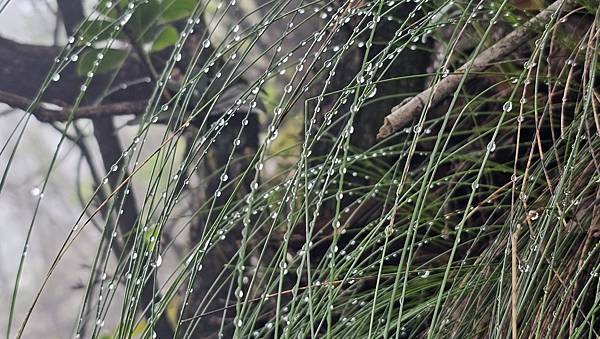 【西巒大山】挑戰百岳編號91｜從黑夜出發，遠望日月潭的黎明之