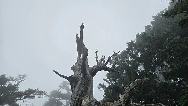 【西巒大山】挑戰百岳編號91｜從黑夜出發，遠望日月潭的黎明之