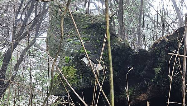 【西巒大山】挑戰百岳編號91｜從黑夜出發，遠望日月潭的黎明之
