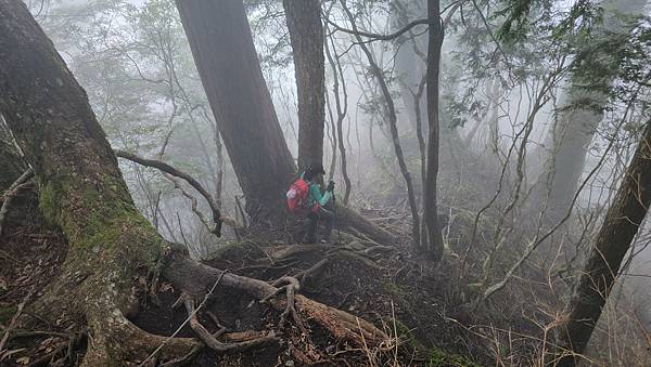 【西巒大山】挑戰百岳編號91｜從黑夜出發，遠望日月潭的黎明之