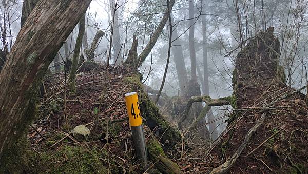 【西巒大山】挑戰百岳編號91｜從黑夜出發，遠望日月潭的黎明之