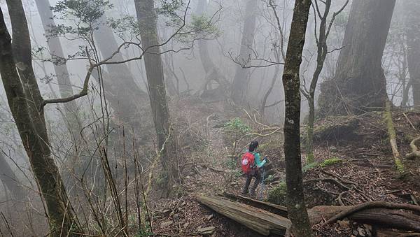 【西巒大山】挑戰百岳編號91｜從黑夜出發，遠望日月潭的黎明之