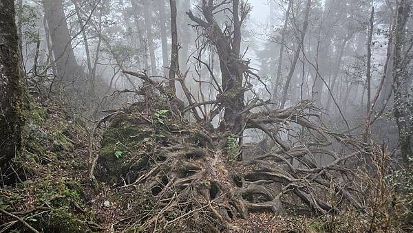 【西巒大山】挑戰百岳編號91｜從黑夜出發，遠望日月潭的黎明之