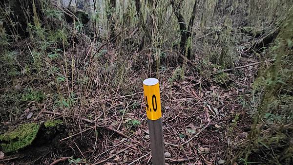 【西巒大山】挑戰百岳編號91｜從黑夜出發，遠望日月潭的黎明之