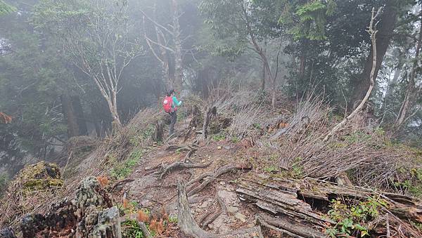 【西巒大山】挑戰百岳編號91｜從黑夜出發，遠望日月潭的黎明之