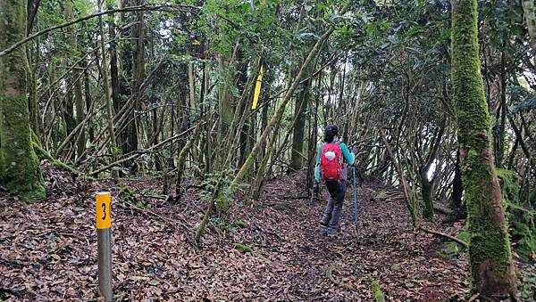 【西巒大山】挑戰百岳編號91｜從黑夜出發，遠望日月潭的黎明之