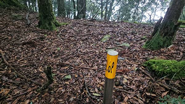 【西巒大山】挑戰百岳編號91｜從黑夜出發，遠望日月潭的黎明之